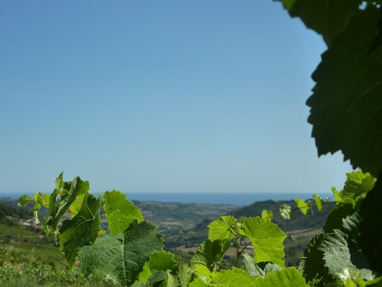 LeCaniette-vigna pecorino e paesaggio