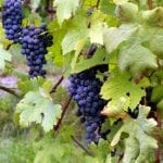 Nebbiolo_grape