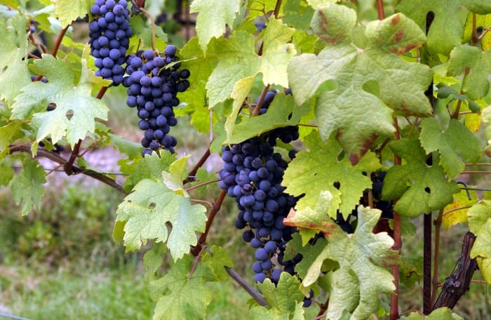 Nebbiolo_grape