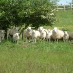3_Lleyn ewes and lambs sheep lambs field