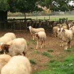 Toscana2 pecore