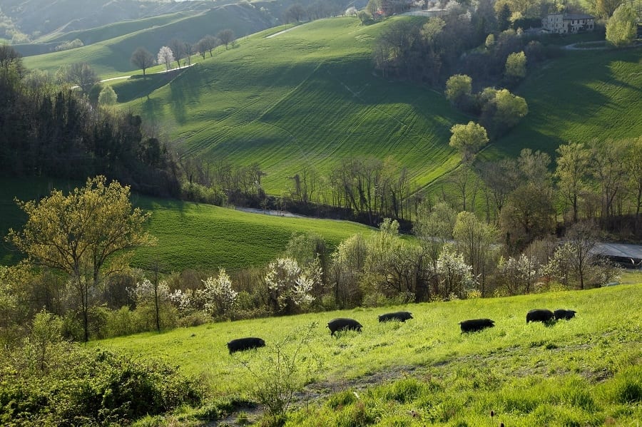 La quarta edizione del Rural Festival per tornare a parlare di biodiversità agricola, tra Emilia e Toscana