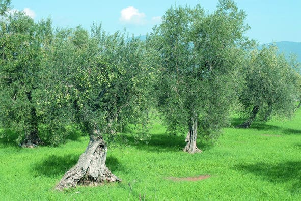 Lazio: i prodotti dei parchi naturali