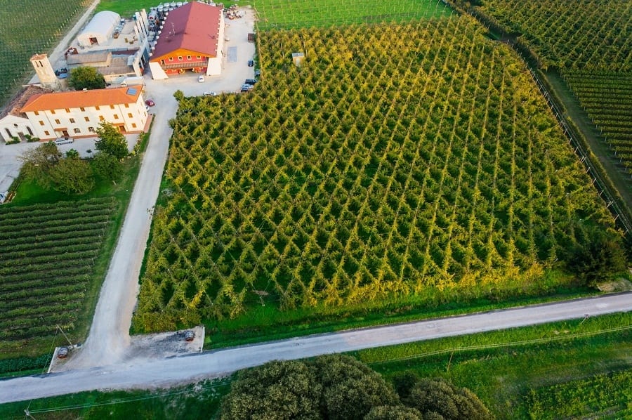 I modelli di viticoltura: la bellussera e vigneti storici nella terra del Piave