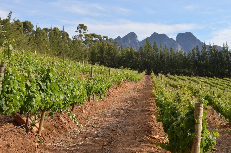 South Africa. Harvest down by 15%, but better than expected