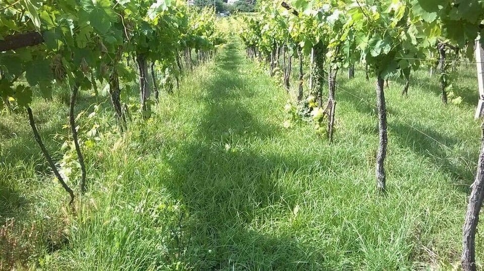 Lazio, cosa c'è di nuovo per la viticoltura regionale?