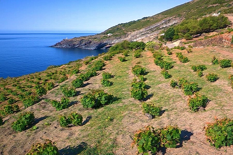 Pantelleria DOC Festival report. Alla scoperta del territorio e dei suoi vini