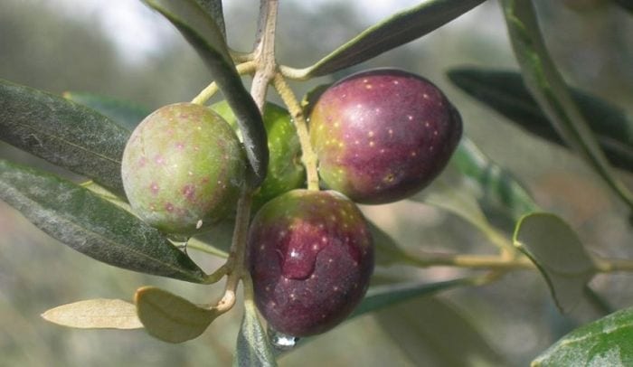 Ercole Olivario 2016: il concorso nazionale di olio extravergine di oliva