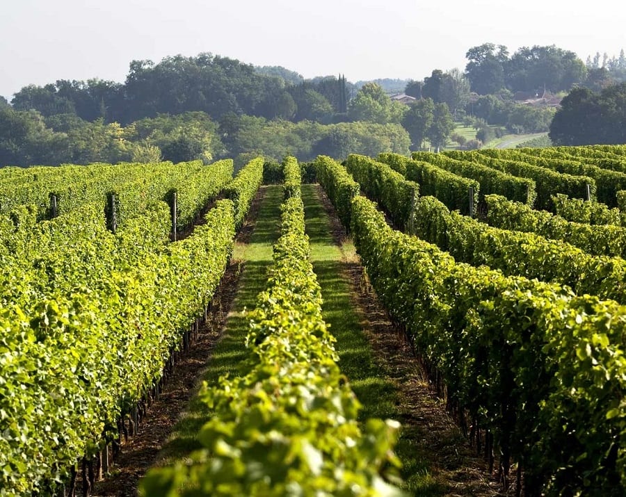 Bordeaux sotto accusa: troppi pesticidi in vigna? La protesta