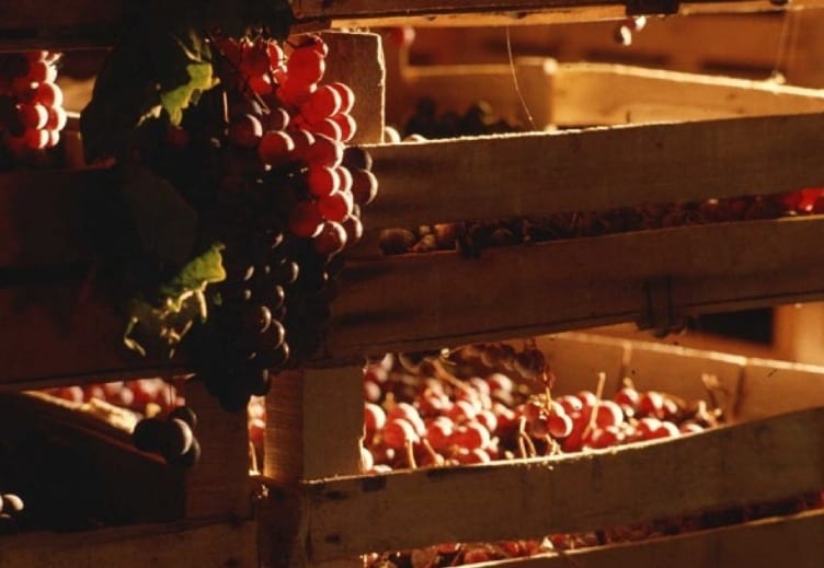 In Emilia Romagna il primo Ruc, il Registro unico dei controlli sul vino. Meno burocrazia aiuta il vino