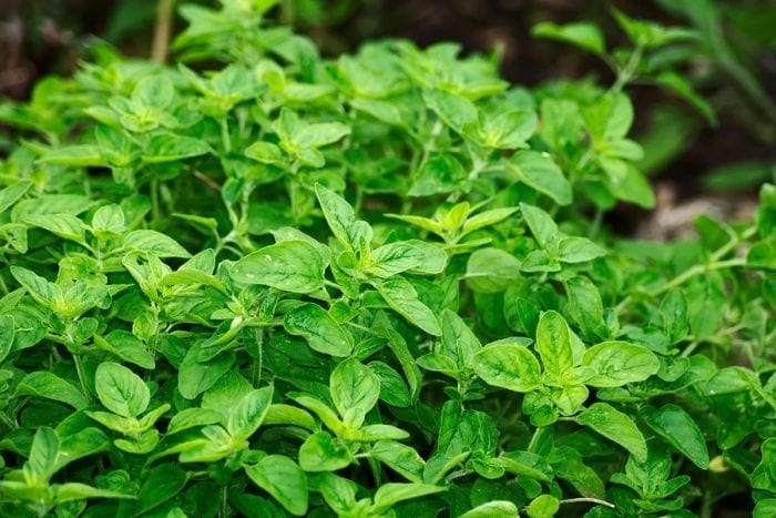 Guide to summer aromatic herbs inspired by history and legend
