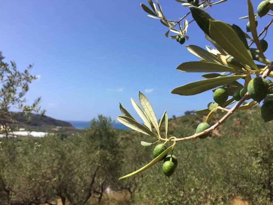 Olio extravergine di oliva. La campagna 2017 raccontata dai produttori