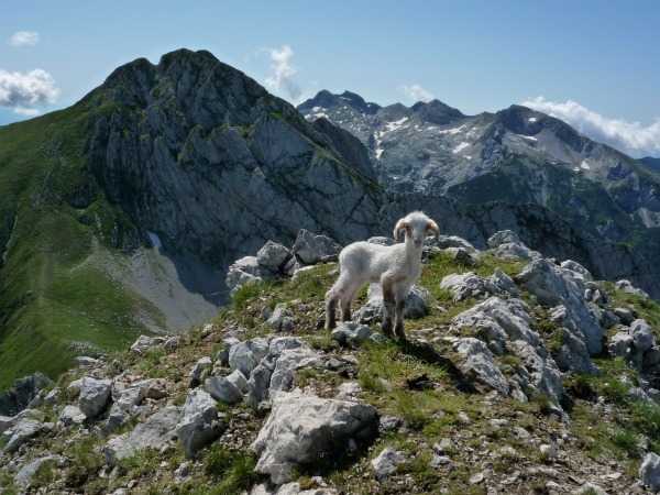 Dal Cansiglio ad Alpago, il sapore delle Dolomiti