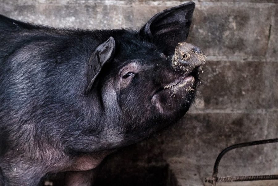 Pig Calabria, del maiale non si butta niente. Dal rito ancestrale al piatto dello chef: 12 protagonisti a Villa Rossi
