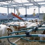 Le mucche sulla fattoria galleggiante a Rotterdam