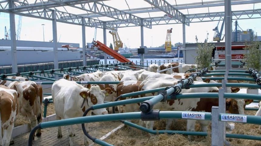 Le mucche sulla fattoria galleggiante a Rotterdam
