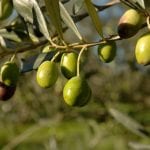 Olive su ramo