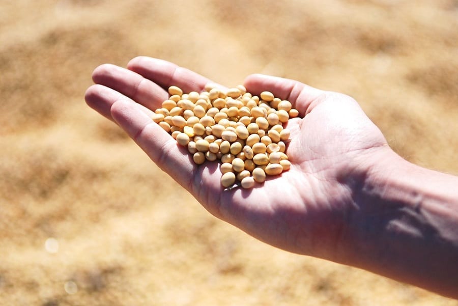 Un palmo di mano aperto con i semi di soia