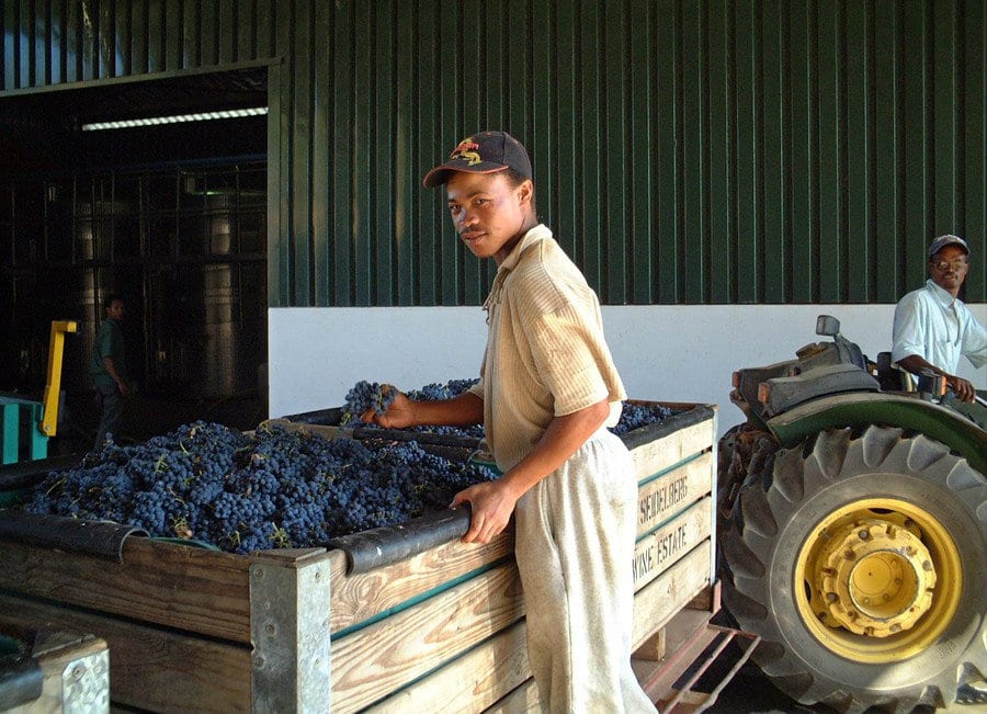 Lavorazione del vino in Sudafrica