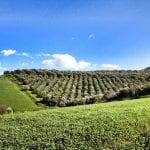 Olio calabrese: distesa di ulivi di Tenute Librandi Pasquale in Calabria