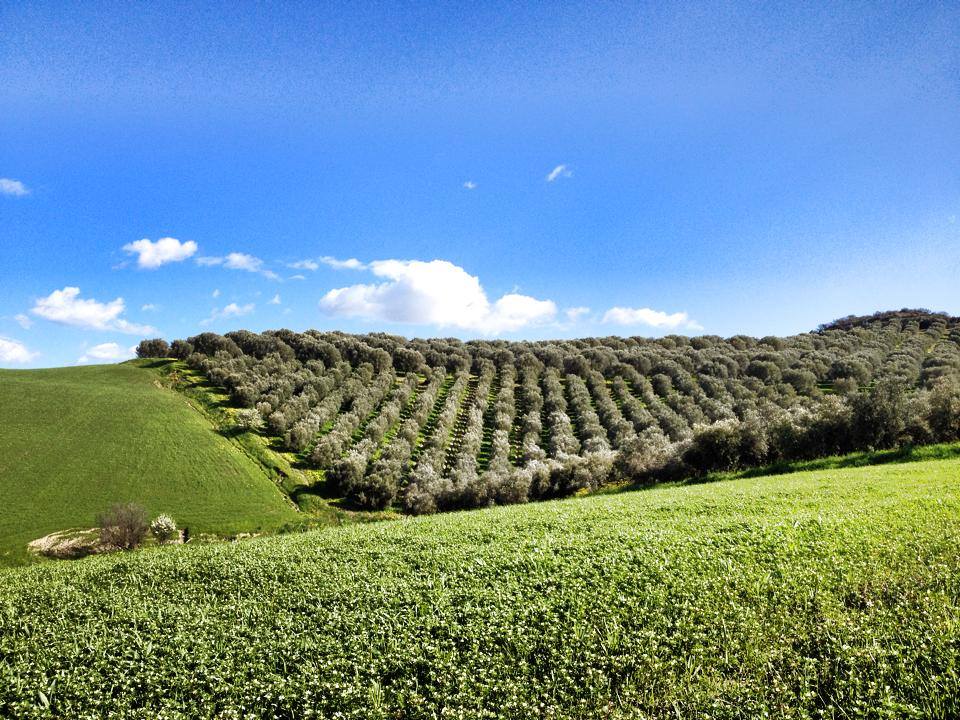 Olio calabrese: distesa di ulivi di Tenute Librandi Pasquale in Calabria