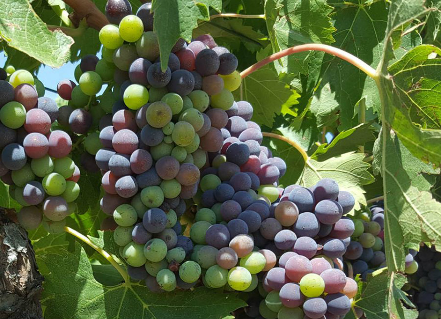 Uva usata dall'azienda vitivinicola Banfi