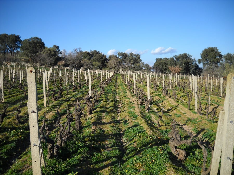 una panoramica sulle vigne dell'azienda gungui in Mamolad
